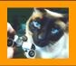 Siamese Cat with Miniature Binoculars.
Bonito Gato con binoculares en miniatura.
Joli Chat avec jumelles miniature.
Hubsche Katz mit miniatur fernglas.
Vacker katt med miniatur kikare.
Grazioso gatto con binocolo in miniatura.