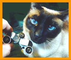 Siamese Cat with Miniature Binoculars.
Cat with binoculars.
Bonito Gato con binoculares en miniatura.
Joli Chat avec jumelles miniature.
Hubsche Katz mit miniatur fernglas.
Vacker katt med miniatur kikare.
Grazioso gatto con binocolo in miniatura.
Grazoso gatto con prismaticos in minaiturea.
Kat met verrekijker.
Katt med kikkert.
Kot z lornetka.
Kicka s dalekohled.
Mand ned kikkert.
Macska tavcsovel.
Kissa kiikariella.
Gato com binoculos.
Kakis ar binokli.
Kate su ziuronu.
6x15 binoculars.
7x18 binoculars.

