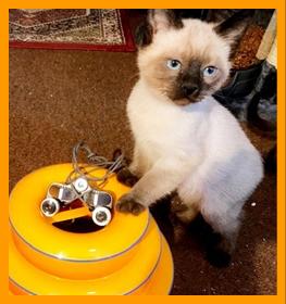 Cute kitten with binoculars.
Cat with binoculars.
Chat avec jumelles.
Katse mit fernglas.
Gato con binoculares.
Gato con prismaticos.
Katt met kikare.
Gatto con il binocolo.
Kat met verrekijker.
Katt med kikkert.
Kot z lornetka.
Kocka s dalekohled.
Mand med kikkert.
Macska tavcsovel.
Kissa kiikariella.
Gato com binoculos.
Kakis ar binokli.
Kate su ziuronu.
6 x 15 binoculars.
7 x 18 binoculars.
Кот с биноклем
双眼鏡を持つ猫
拿望遠鏡的貓
쌍안경을 든 고양이 
قطة تحمل مناظير
חתול עם משקפת
Γάτα με κιάλια
दूरबीन के साथ बिल्ली
